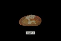 藏品(中華曇蛤)的圖片